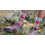 SOX FOOTWEAR Girls Rule Crew cycling socks